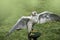 The white falcon or gyrfalcon bird of prey spreading his wings