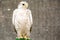 White falcon on a stand