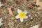 White Fall Flower From Tree on the floor in Autumn Garden Floral Stock Photograph Image