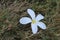 White fallen flower on grass  stock photo