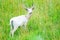 White Fallow Deer