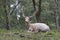 White fallow deer