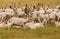 White Fallow Deer