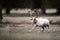 White Fallow Deer Buck Dancing