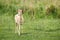 White fallow deer Dama dama