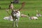 White Fallow deer.(Dama dama)