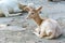 White fallow Deer Dama dama, native to Europe, a type of deer from the family Cervidae, live in an area that is mixed woodland