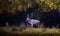 White fallow deer male on a walk in the meadow