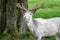 White fallow deer in nature. Rare albino fallow deer