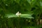 White false solomons seal growing in garden in washington