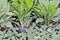 White fancy Leaved caladium and dumb canes