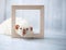 White fancy siamese rat laying down inside wooden photo frame.
