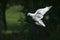 White Fantail Pigeon, Adult in Flight