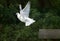 White Fantail Pigeon, Adult in Flight