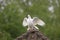 White Fantail Pigeon, Adult Taking off, Normandy