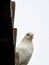White fantail pigeon on a tile roof