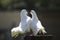 White Fantail Pigeons