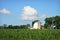 White Farm Cornfield