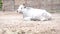 White farm cow lies in the barnyard and chews