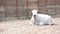 White farm cow lies in the barnyard and chews