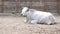 White farm cow lies in the barnyard and chews