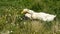 White farm domestic ducks drinking water in green grass with chamomiles.