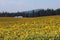 White Farmhouse in a Field of Yellow Sunflowers