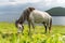 White faroese horse on green lawn