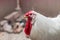 White fat rooster on backyard. White with red crest and beard. Chicken breed with white feather.