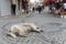 White Fat Street Turkish Dog