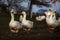 White fattened geese at dusk next to a busy road