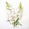 White Favourite Snapdragon Watercolor Painting On White Background