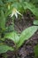 White Fawn Lily plant in earth