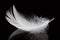 White feather on black background