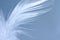 White feather close-up