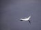 White Feather Floating on Calm Water