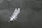 a white feather floats on the water