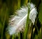 White feather in grass