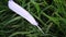 White feather on green grass