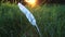 White feather of green grass at sunset