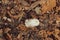 White feather on the ground. Autumn leaves and white pure feather. Angel symbol. Angel sign. Beautiful nature in details.