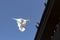 White feather homing pigeon flying against clear blue sky