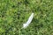 White feather laying in grass
