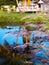 WHITE FEATHER PAMPAS GRASS PLUMES RELAXING POND TOBAGO NATURE