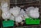 white feather pigeon Bird Cage. dove bird hutch