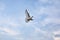 White feather pigeon bird flying against beautiful blue sky