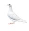 White feather pigeon bird isolated white background