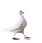 White feather pigeon bird keep walking isolate white background
