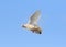 White feather pigeon brid flying against clear blue sky