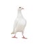 White feather pigeon standing isolated white background